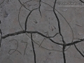 Duck Tracks