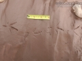 Eurasian Collared Dove Tracks