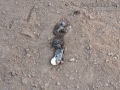 Flicker Scat