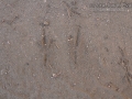 Flicker Tracks