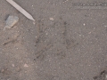 Flicker Tracks