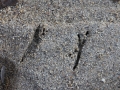 Flicker Tracks