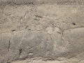 Flicker Tracks and Tail Feathers