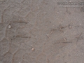 Flicker Tracks