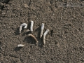 Goose Scat