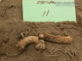 Goose Scat