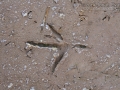 Great Blue Heron Tracks