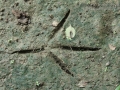 Great Blue Heron Tracks