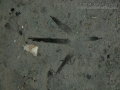 Great Blue Heron Track