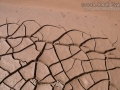 Great Blue Heron Tracks