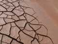 Great Blue Heron Tracks