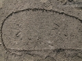Great Blue Heron Tracks