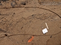Great Blue Heron Tracks