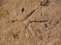 Great Blue Heron Track