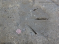 Great Egret Tracks