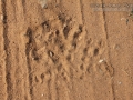Great Horned Owl Tracks