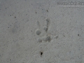 Great Horned Owl Tracks