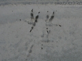 Great Horned Owl Tracks