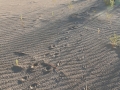 Great Horned Owl Tracks