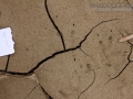 Great Horned Owl Tracks