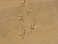 Great Horned Owl Tracks