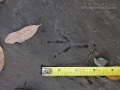 Great-tailed Grackle Tracks