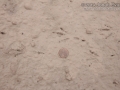 Great-tailed Grackle Tracks