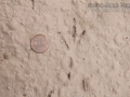 Great-tailed Grackle Tracks