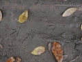 Great-tailed Grackle Tracks