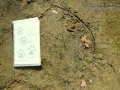 Green Heron Track