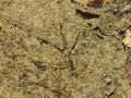 Green Heron Track