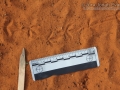 Ground Dove Tracks