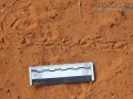 Ground Dove Tracks