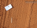 Ground Dove Tracks