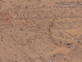 Ground Dove Tracks