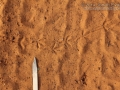 Ground Dove Tracks