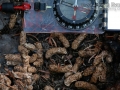 Grouse Droppings