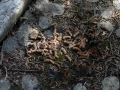 Grouse Droppings