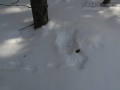 Grouse Tracks
