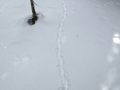 Grouse Tracks
