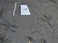Hawk (Harrier) Tracks
