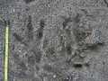Hawk (Harrier) Tracks