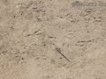 Hawk Tracks