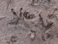 Hawk (Harrier) Tracks