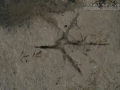 Heron and Killdeer Tracks