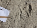 Jay Tracks