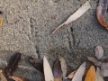 Jay Tracks