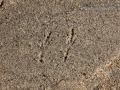 Jay Tracks