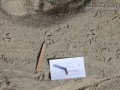 Killdeer Tracks