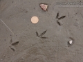 Killdeer Tracks